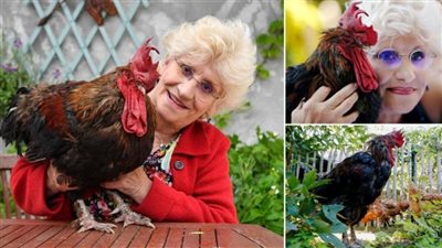 وفاة الديك الفرنسي 