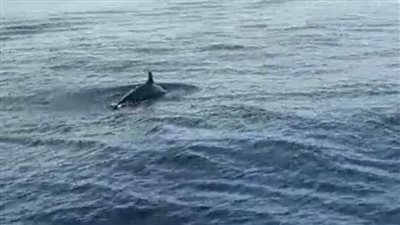 البيئة ترصد مجموعة من الدرافيل النادرة بمياه البحر الاحمر