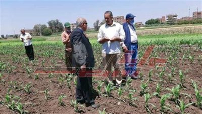 المنوفية: زراعة 242 ألف فدان ذرة وتوزيع 32 ألف طن أسمدة