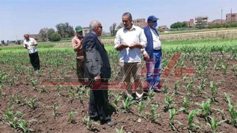 زراعة محصول الذرة