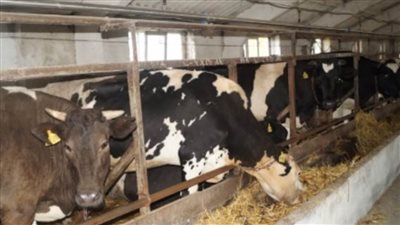 تحصين 268 رأس ماشية ضد الحمى القلاعية بالدقهلية