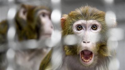 دراسة صينية على القردة تكشف إمكانية اكتساب المناعة بعد الشفاء من كورونا