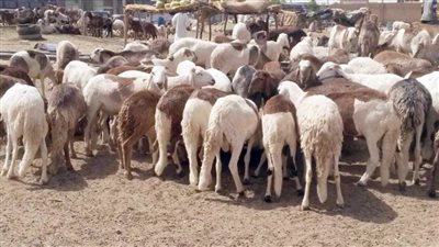 السودان يُصدر 450 ألف رأس ماشية إلى السعودية