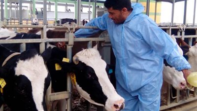 تحصين 146 ألف رأس ماشية وحيوان ضد مرض الحمى القلاعية بالبحيرة