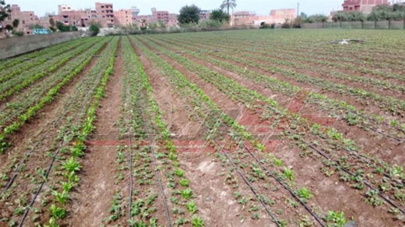 زراعة الفراولة