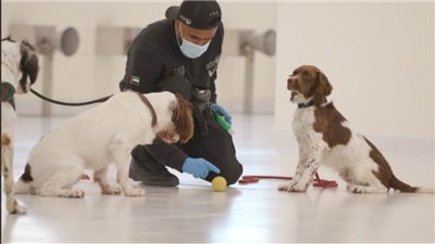 شاهد.. الإمارات تنجح في الكشف عن فيروس كورونا باستخدام الكلاب البوليسية 