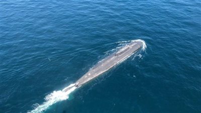 تفاصيل معركة الطائرة والغواصة