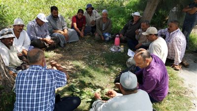 الإرشاد الزراعي بالبحيرة ينظم مدارس حقلية لمزارعي القطن