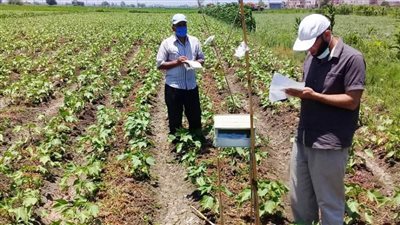 وكيل زراعة البحيرة يوجه بمتابعة محصول القطن