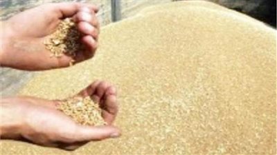  الوزارء: لا صحة لاستيراد شحنات قمح فاسدة ودخولها السوق المصرية