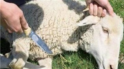 نصائح ذبح أضحية عيد الأضحى 2020 في زمن الكورونا