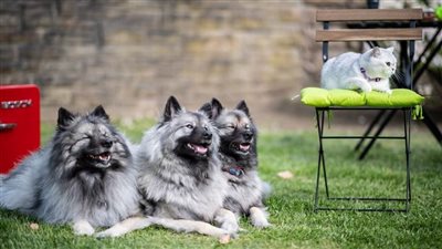 أجسام مضادة لـ 