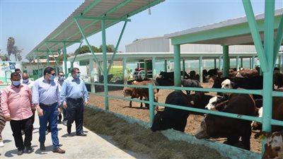 نائب محافظ بني سويف يتفقد مشروع تشغيل الخريجين بسدس