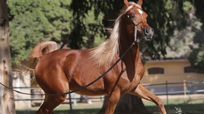 حكم قضائي ببطلان عقد جمعية سباق الخيول لصالح أحد الأندية