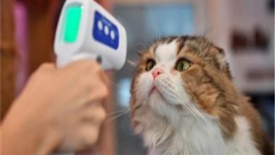 تأكيد إصابة أول قطة بـ