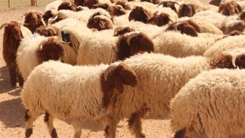 سعر الاضاحي اليوم