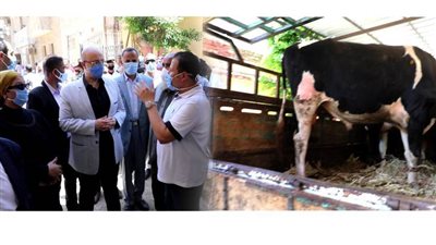 توزيع لحوم 30  أضحية على الأسر الأولى بالرعاية ببنى سويف