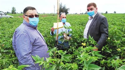 وكيل وزارة الزراعة يتابع زراعات القطن بالبحيرة