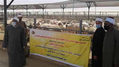 السعدني: مشروع صكوك أضاحي الأوقاف يحقق 500 فرصة عمل 