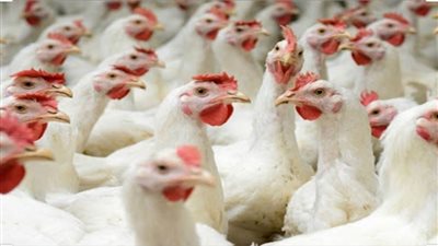 كامل.. بورصة الدواجن اليوم.. الآن أسعار الدواجن بالتفصيل