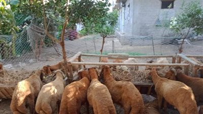 حملات مكبرة لتحصين المواشي والطيور بكفرالشيخ 