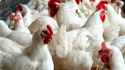 بورصة الدواجن العمومية 2020 | أسعار الفراخ البيضاء اليوم الأربعاء 26 أغسطس 