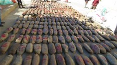 الداخلية تضبط 3.5 طن من نبات البانجو المخدر