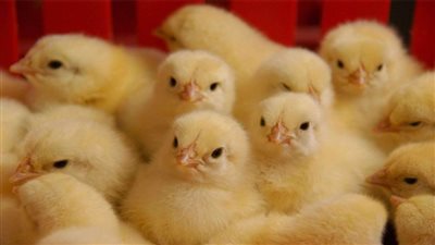 أسعار الكتاكيت البيضاء اليوم في مصر الأربعاء 26 أغسطس 2020