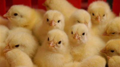 أسعار الكتاكيت البيضاء والبلدي اليوم