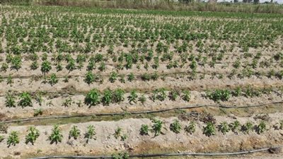 زراعة الإسماعيلية تعرض تفاصيل مشروع الري الحديث