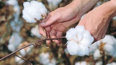   فتح 16 مركز تجميع في الفيوم وبنى سويف لاستلام الأقطان من المزارعين