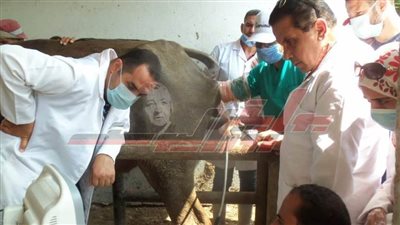 وفقاً لتقرير الخدمات البيطرية..  المنوفية الأولى في التحصين ضد الحمى القلاعية 