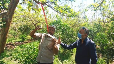لجان مكثفة لمكافحة الآفات والمرور على مصايد ذبابة الفاكهة بالبحيرة