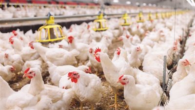 أسعار بورصة الدواجن اليوم في مصر والكتاكيت اليوم الأربعاء 2/9/2020