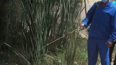 عقب حصاد المحاصيل الصيفية.. حملات لمكافحة القوارض بالبحيرة