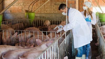 تسجيل أول حالة إصابة بحمى الخنازير الإفريقية في شرق ألمانيا