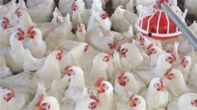 طالعها.. بورصة الدواجن اليوم والكتاكيت البيضاء في مصر الجمعة 11/9/2020