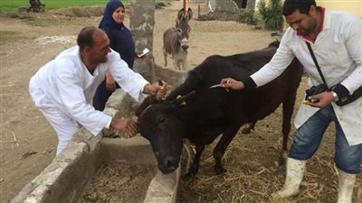 الكشف على ٨٢٧٦٣ رأس ماشية ضد الطفيليات بالبحيرة