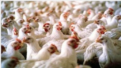 استيراد مجزئات الدواجن يهدد الصناعة الوطنية بـ ٤ خسائر 