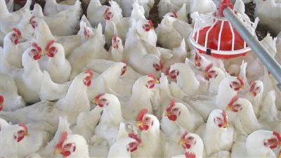 تحصين 30155 طائراً ضد الأمراض الوبائية 