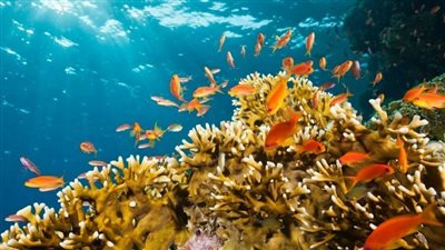  وزراء البيئة بمجموعة الـ20 يؤكدون أهمية بناء مستقبل مستدام￼ 