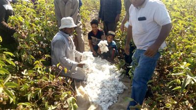 الإسماعيلية تحتفل بحصاد القطن ودراسة لترشيد استهلاك المياه