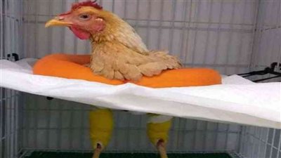 تفاصيل جديدة في واقعة إجراء جراحة لـ