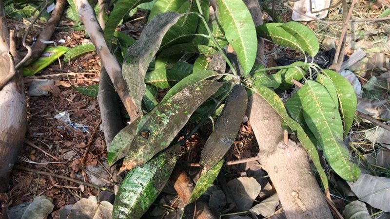 مرض العفن الهبابي