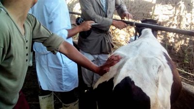 تحصين 18540 رأس ماشية ضد الحمى القلاعية بالبحيرة