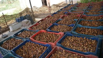 محافظ الوادي الجديد يتابع العمل بسوق التمور ويوجه بخفض رسوم باكيات البيع