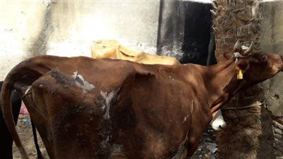 تحصين 8977 رأسًا ضد الحمى ببني سويف