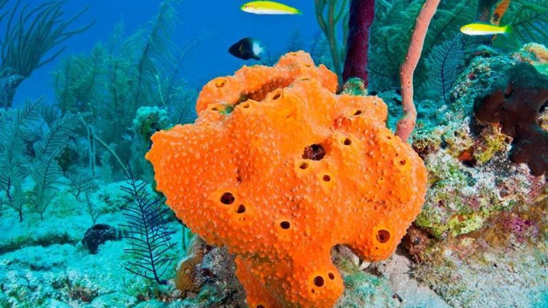 حيوان الإسفنج