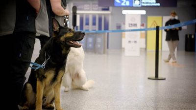 فنلندا تنشر كلابا بوليسية في مطار هليسنكي لرصد المصابين بفيروس كورونا