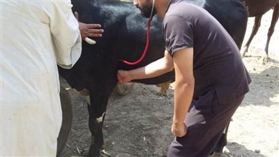 تحصين 12 ألف رأس ضد الحمى ببني سويف